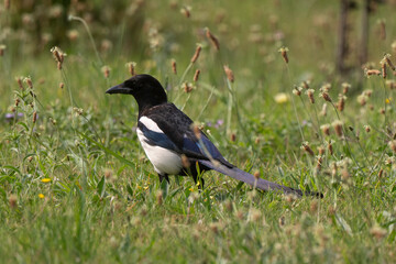 Pie bavarde,Pica pica, Eurasian Magpie