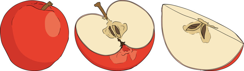 Colorful apples, perfect for educational or botanical designs. High quality illustration.