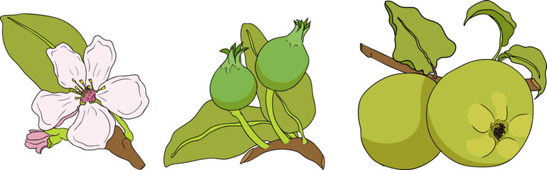 Colorful apples, perfect for educational or botanical designs. High quality illustration.