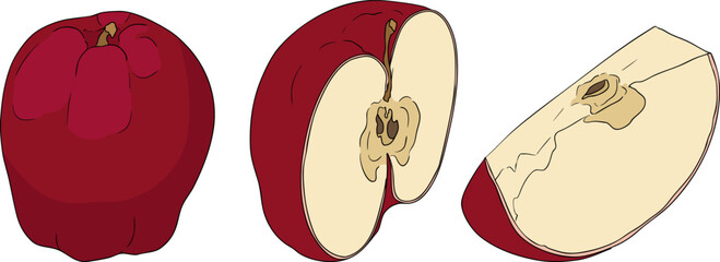 Colorful apples, perfect for educational or botanical designs. High quality illustration.