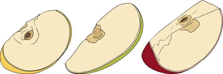 Colorful apples, perfect for educational or botanical designs. High quality illustration.