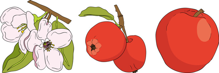 Colorful apples, perfect for educational or botanical designs. High quality illustration.
