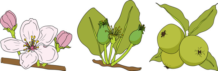 Colorful apples, perfect for educational or botanical designs. High quality illustration.
