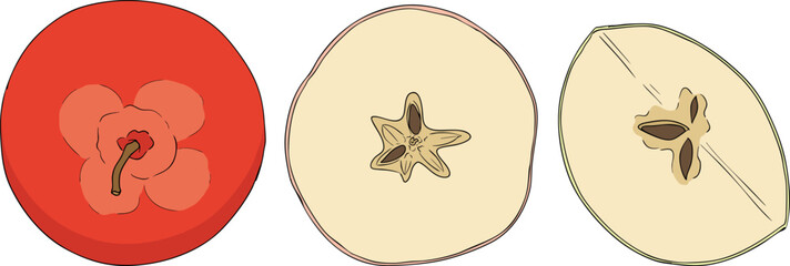 Colorful apples, perfect for educational or botanical designs. High quality illustration.