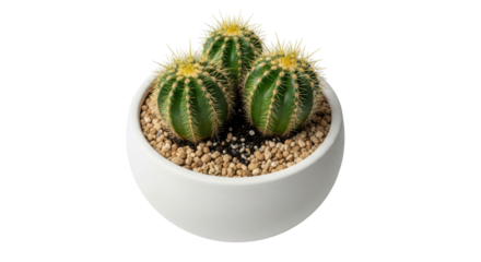 Isolated Golden Barrel Cactus in White Pot
