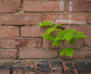 Resilient plant growing through brick wall