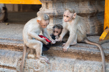 Rhesus monkey, cheeky barbary macaque ape fighting about stolen hat from tourist, conflict of...