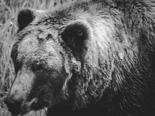 brown bear portrait