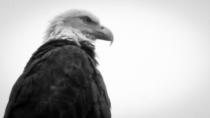 eagle in alaska