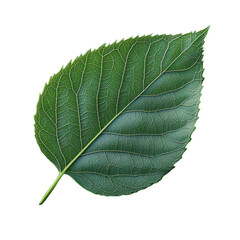 Obraz premium 3d Green leaf isolated on transparent background.