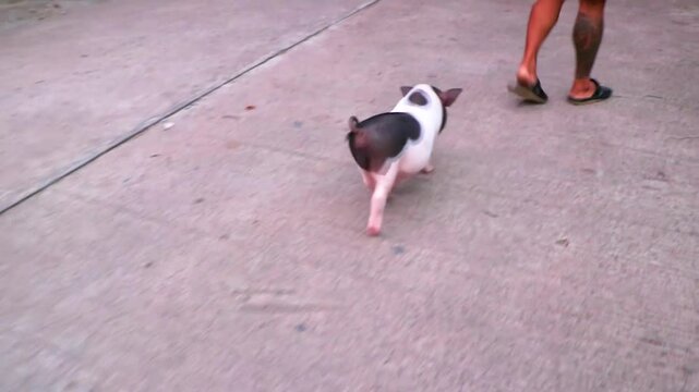 Couple walks outside with domestic pig in Pattaya Thailand.