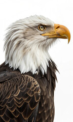Obraz premium bald eagle on white background