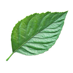 Obraz premium 3d Green leaf isolated on transparent background.
