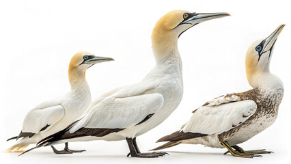 Obraz premium blue and yellow macaw