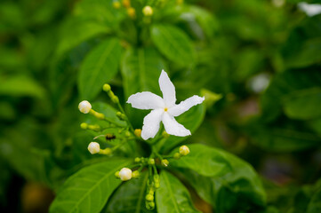 White Rain-Kissed Flower with Buds in Lush Green Background