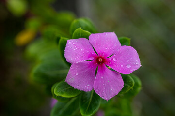 Madagascar periwinkle or Catharanthus roseus or Rose periwinkle or Rosy periwinkle single bright pink flower with darker center sprinkled with water drops