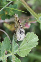 Obraz premium Marbled White butterfly (Melanargia galathea). Taken in June near Salisbury, England.