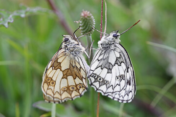 A mating pair of Marbled White butterflies (Melanargia galathea). Taken in June near Salisbury,...