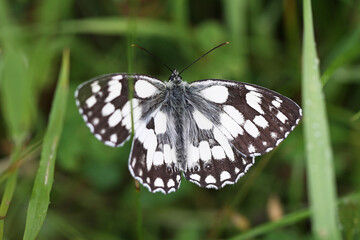 Marbled White butterfly (Melanargia galathea). Taken in June near Salisbury, England.