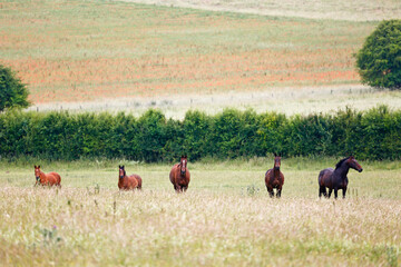 Polo ponies in a field of grass with poppies in a field in the background. Taken near Salisbury, England.
