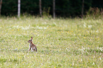 Rabbit (Oryctolagus cuniculus) sitting up in a field of grass. Taken in June near Salisbury, England.