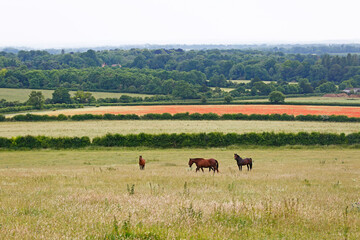 Polo ponies in a field of grass with poppies in a field in the background. Taken near Salisbury, England.