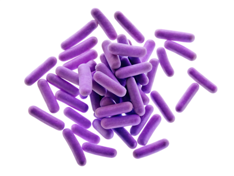   photography of bacillus anthracis microorganisms isolated on white background  PNG ,ai generated