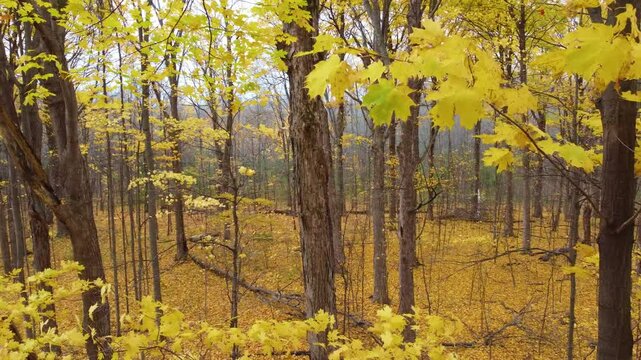 Canada autumn fall season yellow maple tree forest nature canopy woodland outdoor