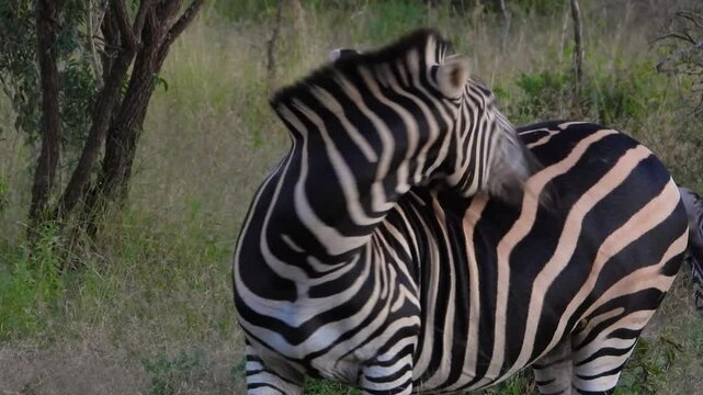 Plains Zebra Feeding And Standing In Grassy Savanna With Muscles Twitching. Kruger National Park. closeup shot