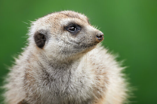 Suricate or meerkat (Suricata suricatta) detail portrait