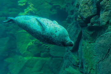 Largha seal (Phoca largha) swimming 