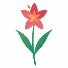 watsonia-flower on-white-background