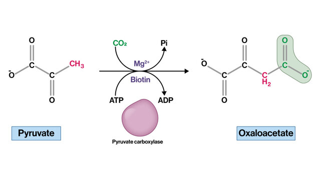 Synthesis of Oxaloacetate from Pyruvate Vector Illustration Pyruvate Carboxylase Enzyme Reaction Gluconeogenesis Anaplerotic Pathway EPS Format White Background