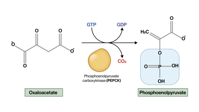 Conversion of Oxaloacetate to Phosphoenolpyruvate Vector Illustration PEPCK Enzyme Gluconeogenesis Pathway EPS Format White Background
