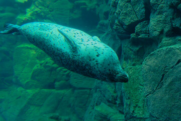 Largha seal (Phoca largha) swimming