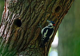 Adult great spotted woodpeckers at their nest hole