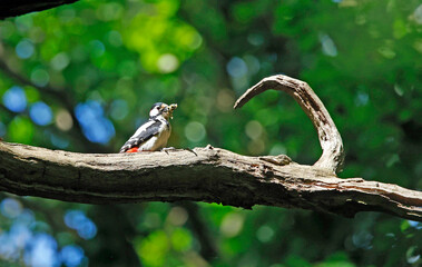 Adult great spotted woodpeckers at their nest hole