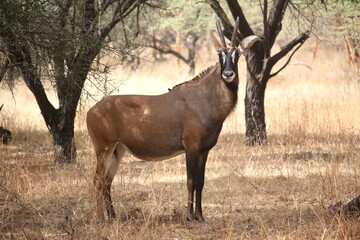 Afrika