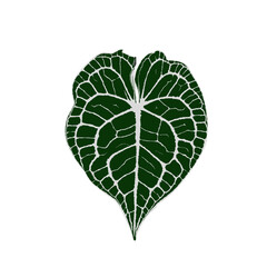 Anthurium king clarinervium leaf shape with beautiful and attractive motifs