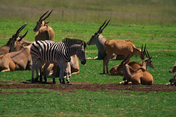 So much different animals in the meadow