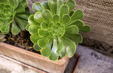Succulent in a pot fresh