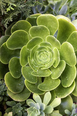 Succulent in a pot fresh