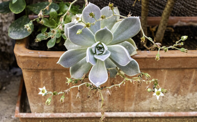 Succulent in a pot fresh