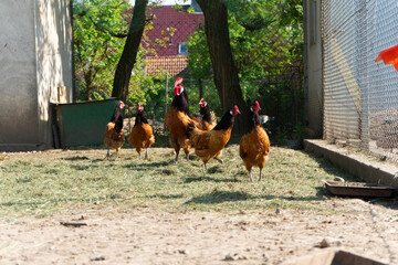 little vorwerk chicken family.