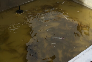 Little fishes at a cache?