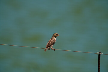 The little bird over the line.