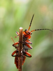 a red beetle on a blade of grass