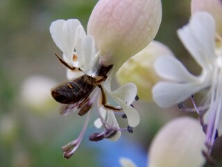 beetle in a white flower