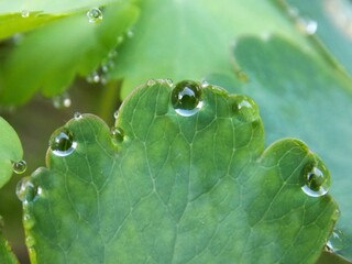 drops of water from the rain on the leaf of a plant