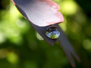 a raindrop on a leaf and a reflection in it